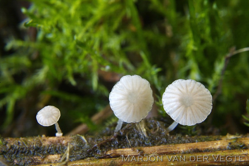 Schijfsteelmycena - Mycena stylobates